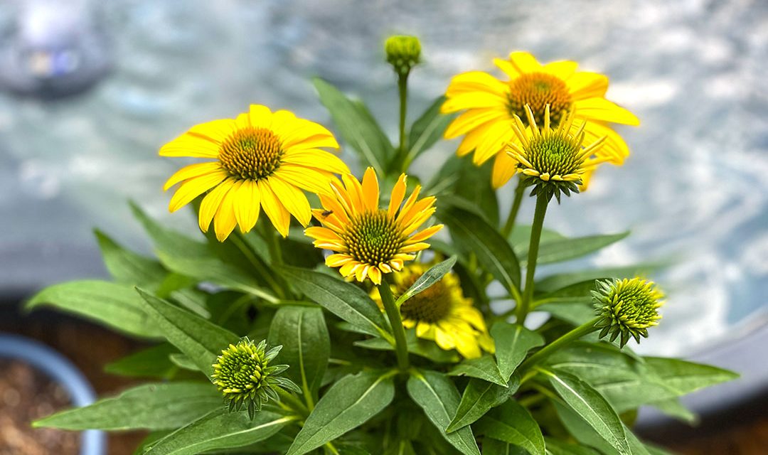 Planting Coneflowers