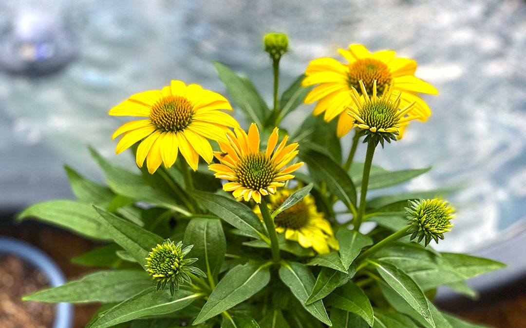 Planting Coneflowers