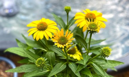 Planting Coneflowers