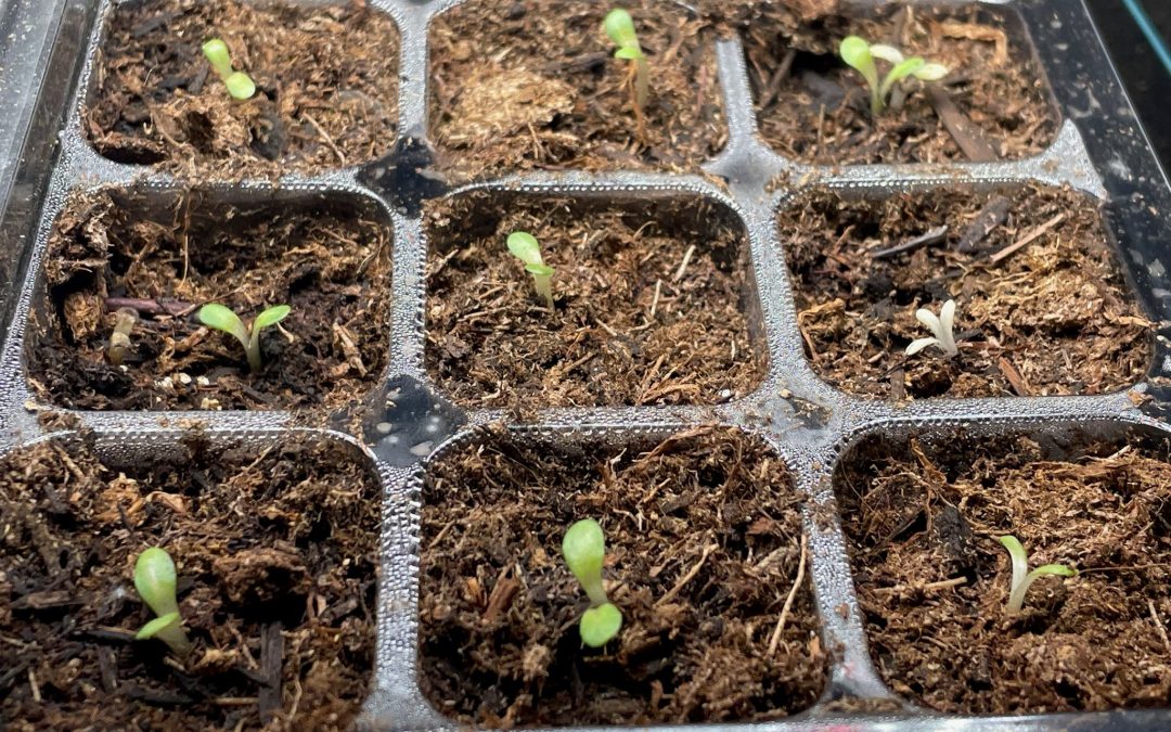 Germinate Coneflowers Seeds