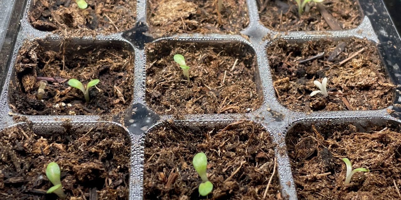 Germinate Coneflowers Seeds