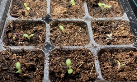 Germinate Coneflowers Seeds