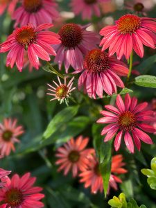 Coneflowers