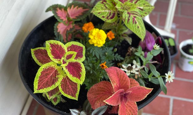 Coleus: A Colorful Foliage Plant