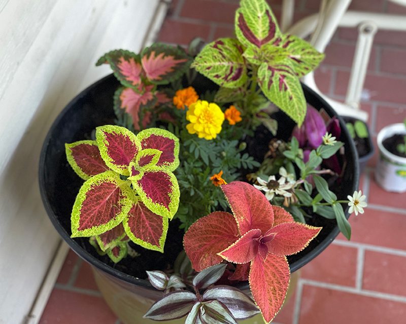 Coleus: A Colorful Foliage Plant