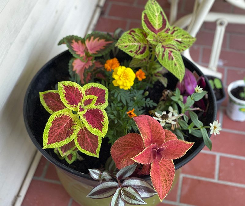 Coleus: A Colorful Foliage Plant