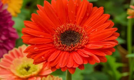 Gerbera Daisy