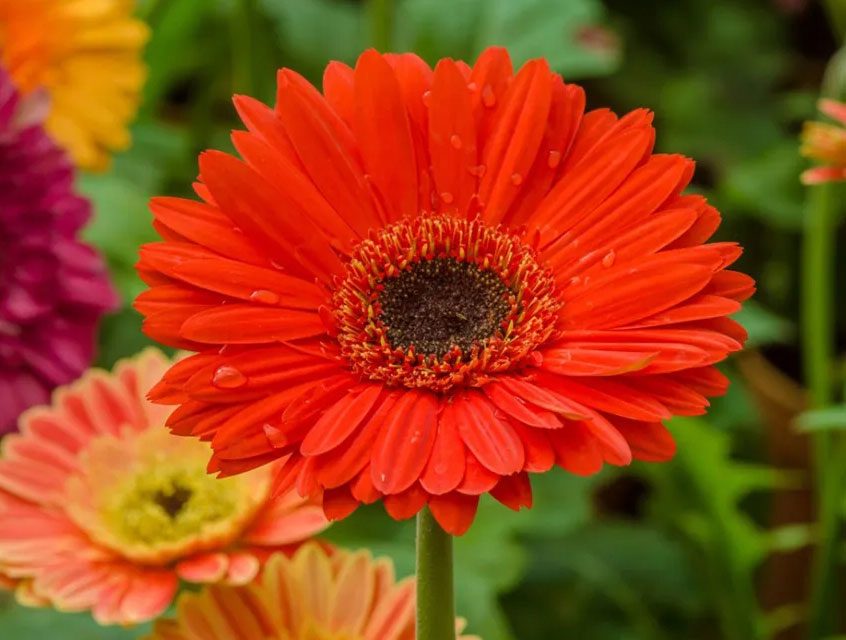 Gerbera Daisy