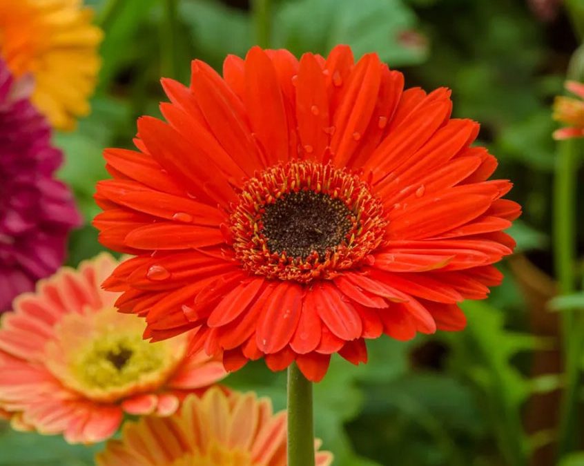 Gerbera Daisy