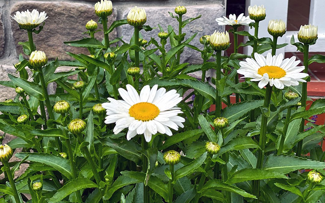 Shasta Daisies