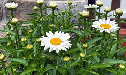 Shasta Daisies